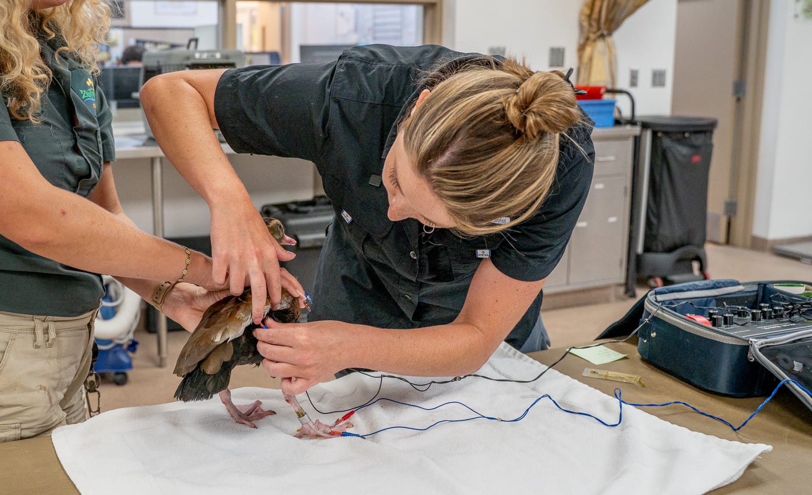 Dr Mason performing acupuncture on a duck at ZooTampa. Photo by Laura Byrne.