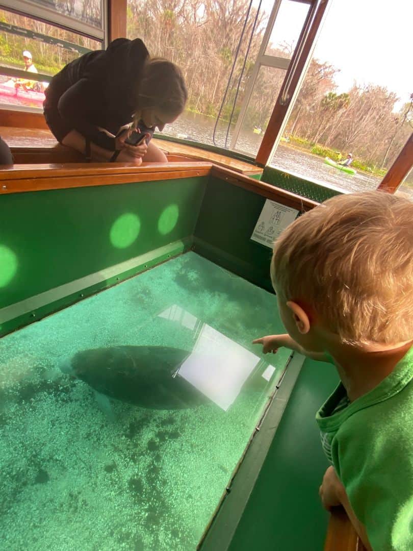 Spotting a manatee at Silver Springs Glass Bottom Boat 