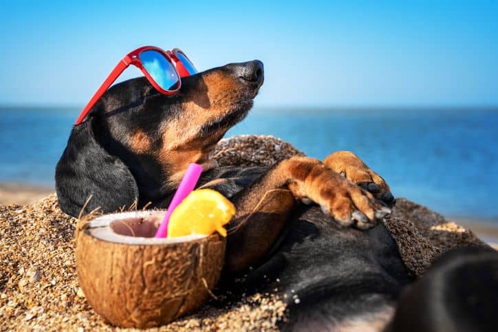 The BEST Dog-Friendly Beaches and Restaurants in Tampa Bay