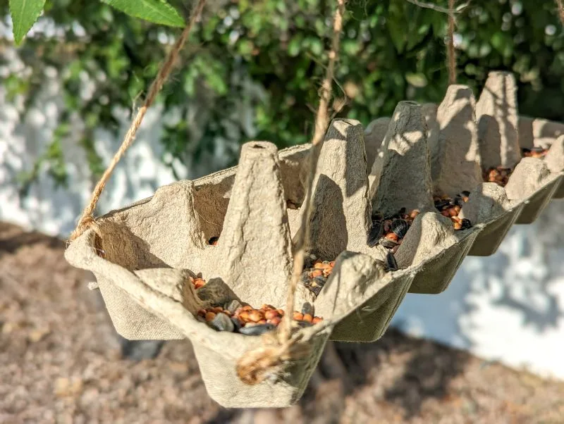 Egg Carton Bird Feeder
