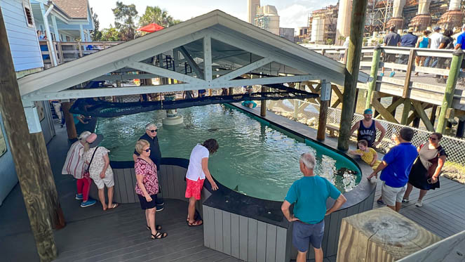 Stingray touch tank TECO Manatee Viewing Center