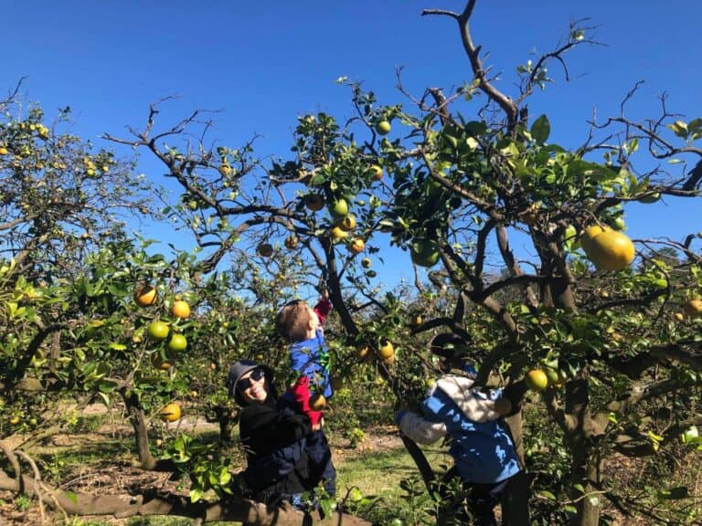 Tampa U-Pick Farm | Florida Sweeties Open for Citrus This Month!