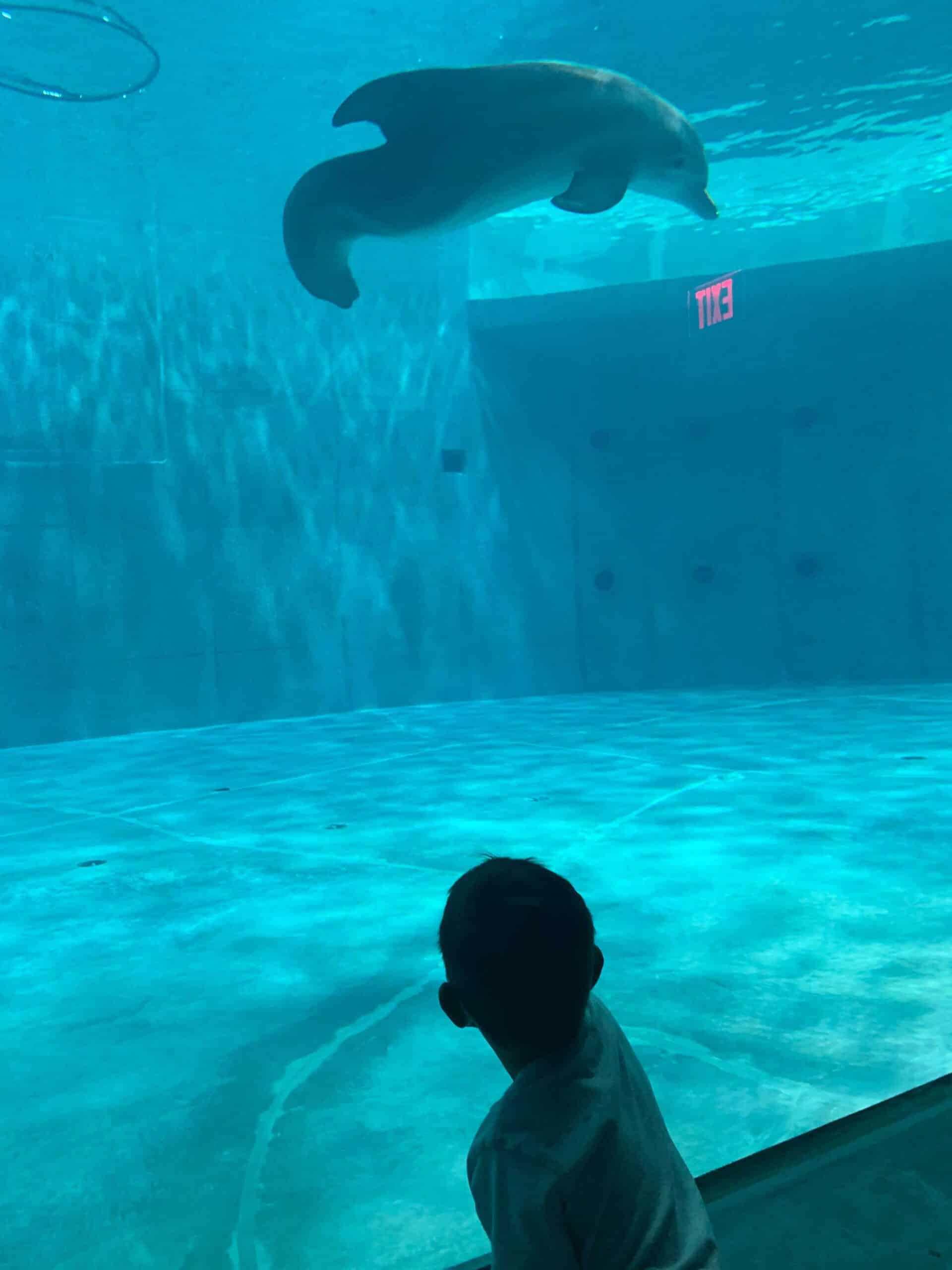 Remembering Winter the Dolphin - Clearwater Marine Aquarium