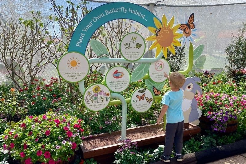a four year old boy looks at a sign inside the Bambi's Butterfly Garden Epcot Flower and Garden 2022