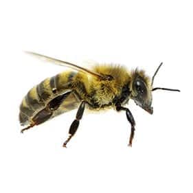 Bee-Tampa-Bay-Parenting-WEB
