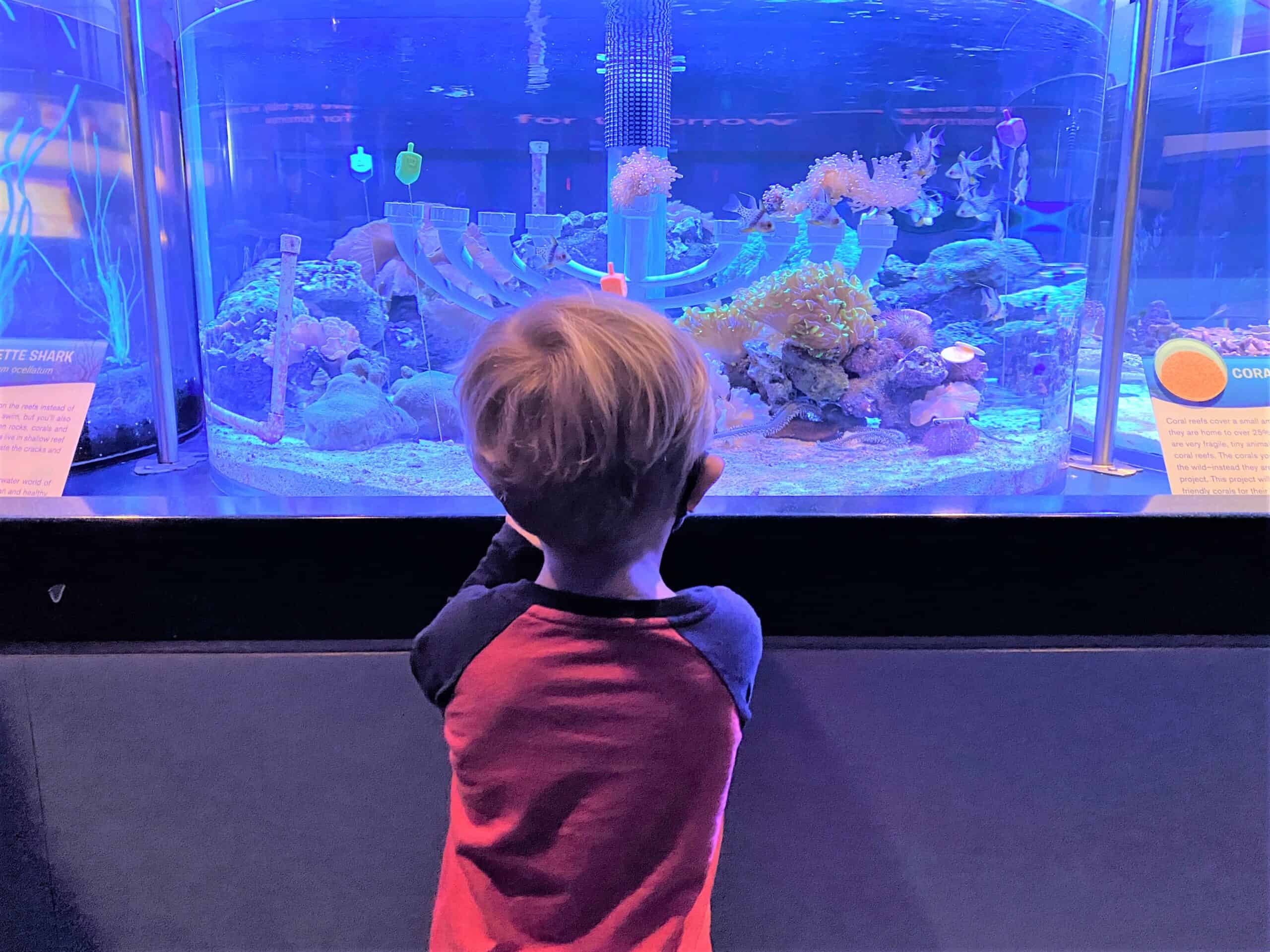 A three year old boy with blonde hair wearing a red long sleeve shirt gazes atHanukkah Decorations at EPCOT The Seas with Nemo and Friends