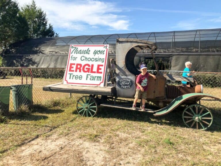 Yes, you CAN cut down your own Florida Christmas Tree at Ergle Tree Farm!