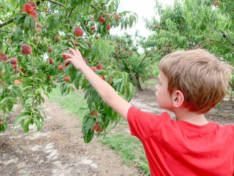 U-Pick Farms in Tampa Bay: Where to pick berries, peaches, veggies and MORE!