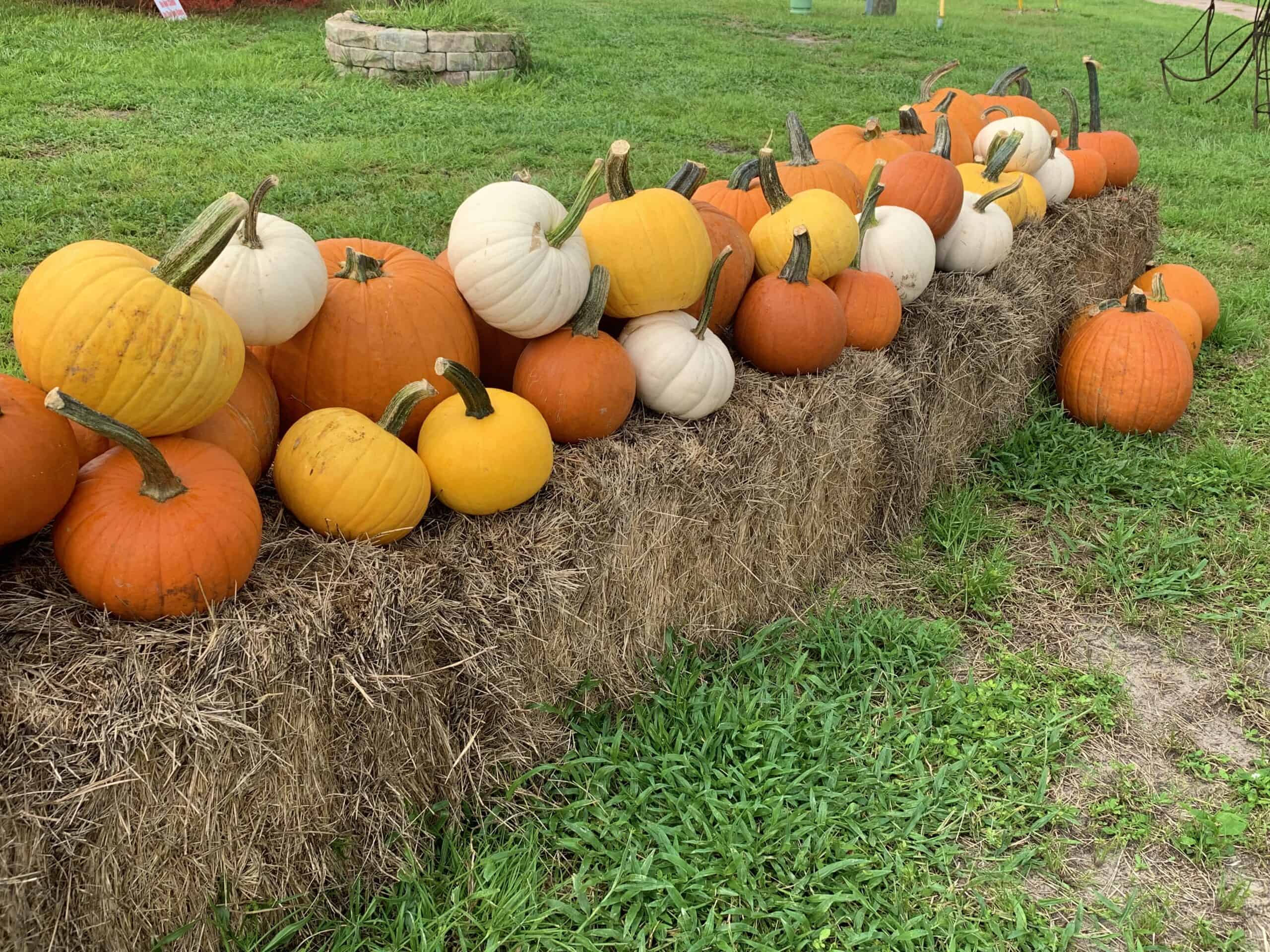 How Raprager Family Farm Got Its Start in Tampa Bay