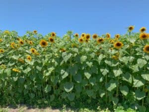 u-pick-sunflowers-tampaa-bay