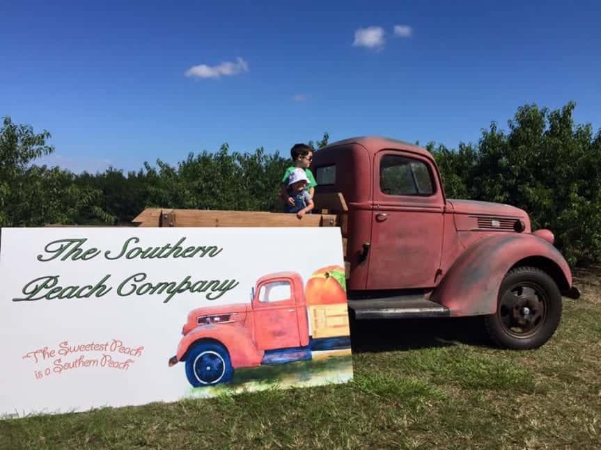 u-pick-peaches-tampa-bay