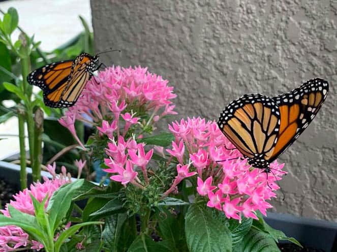 how to help save the monarch butterfly