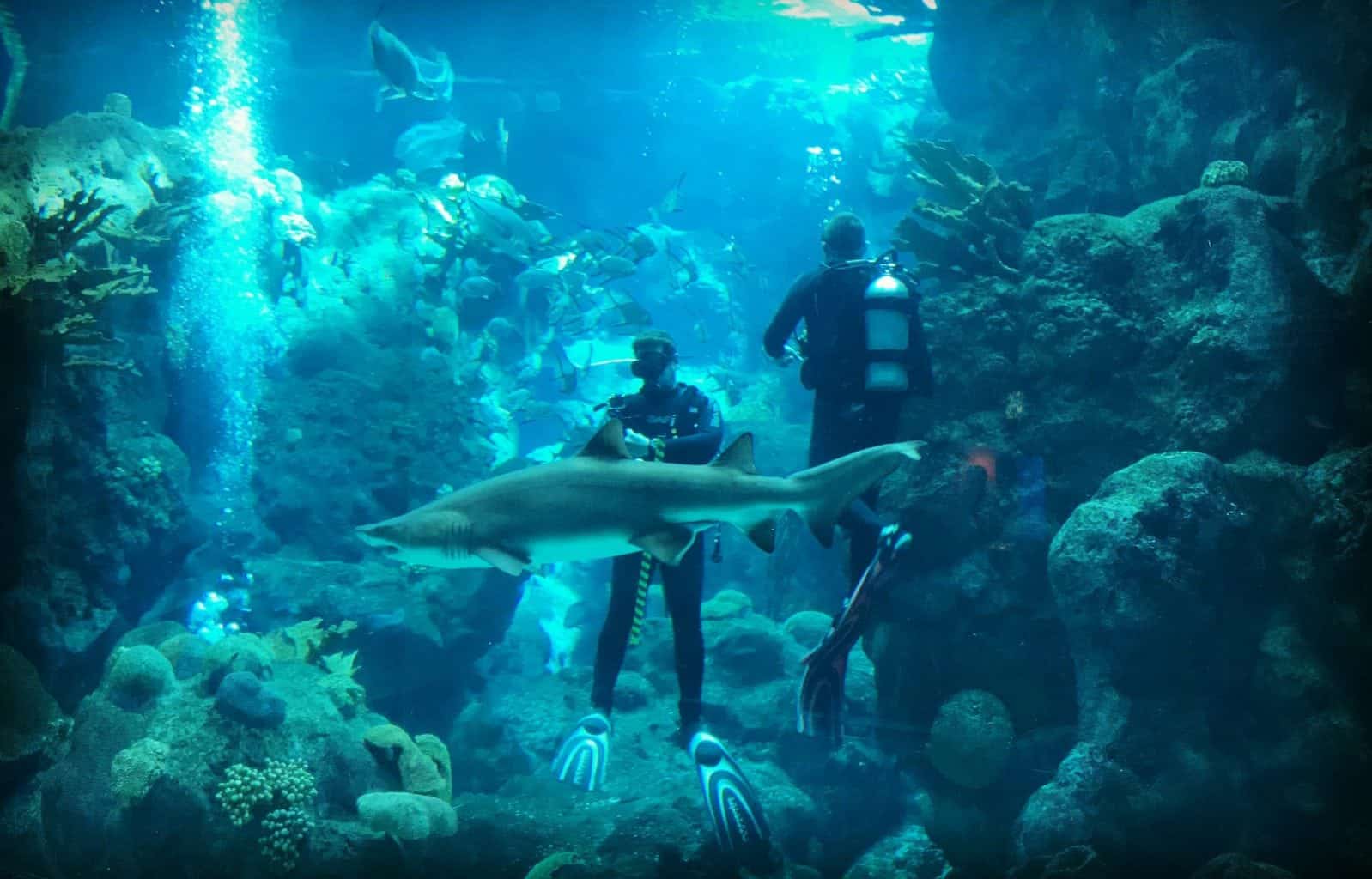 Animal Experiences Tampa Bay Swim with Sharks