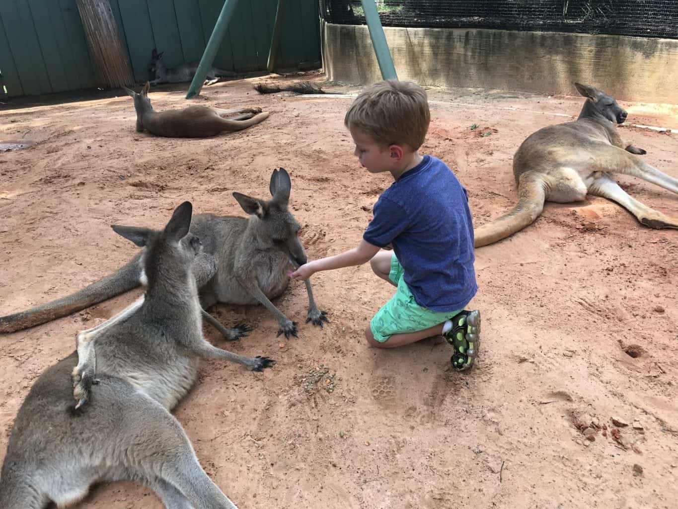 Get WILD: Animal encounters in Tampa Bay your kids will never forget  