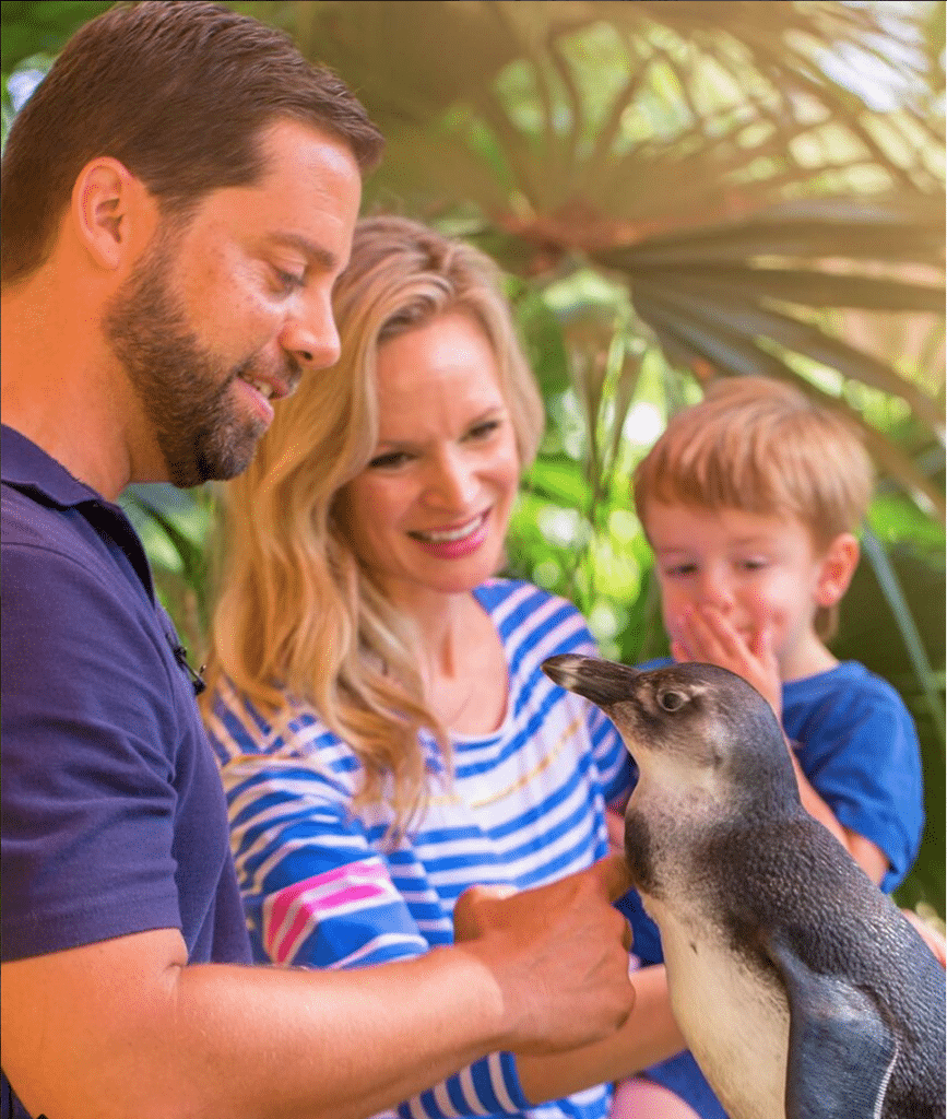 ZooTampa Penguin Animal Experiences in Tampa Bay