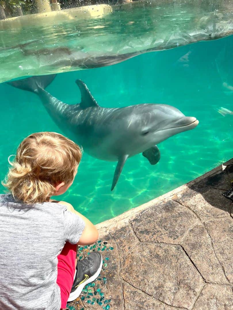 SeaWorld Orlando Dolphin Nursery 