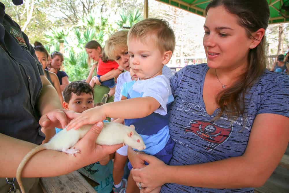 things to do with toddlers in Tampa Bay Toddler Tuesdays at zooTampa