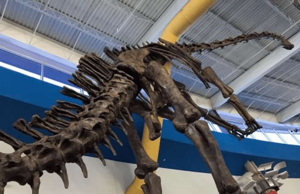 Diplodocus-MOSI-Dinovations-Lab