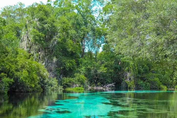 10+ Florida Springs Your Family Needs to Explore