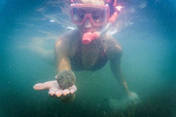 scalloping in tampa bay