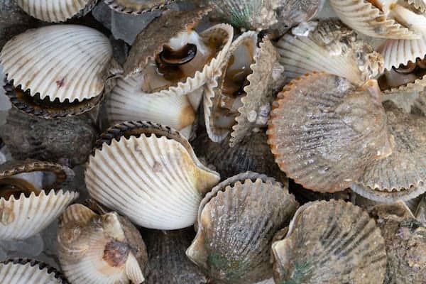 scalloping in tampa bay