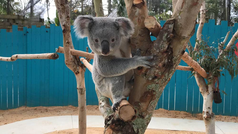 Koala Encounter at ZooTampa
