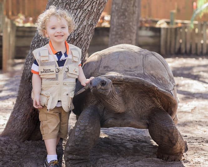 Things to Do with Toddlers in Tampa Bay Giant Tortoise Encounter at ZooTampa