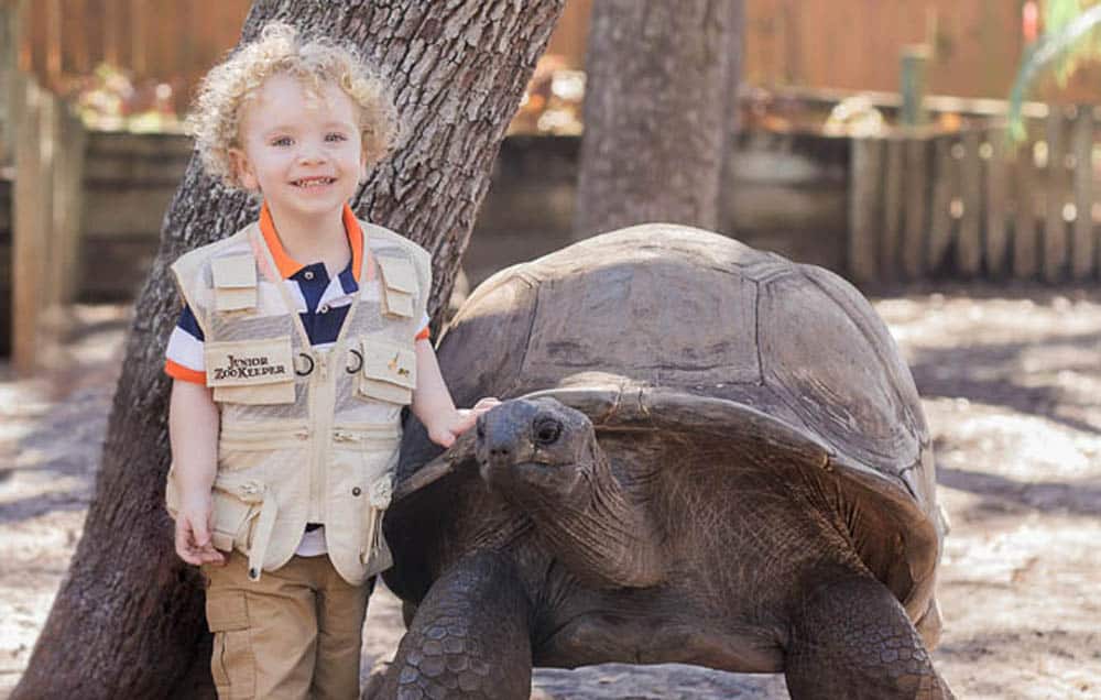 ZooTampa Giant Tortoise Encounter