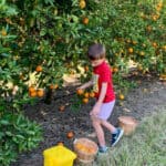 Dooley Groves Citrus U-Pick Farms