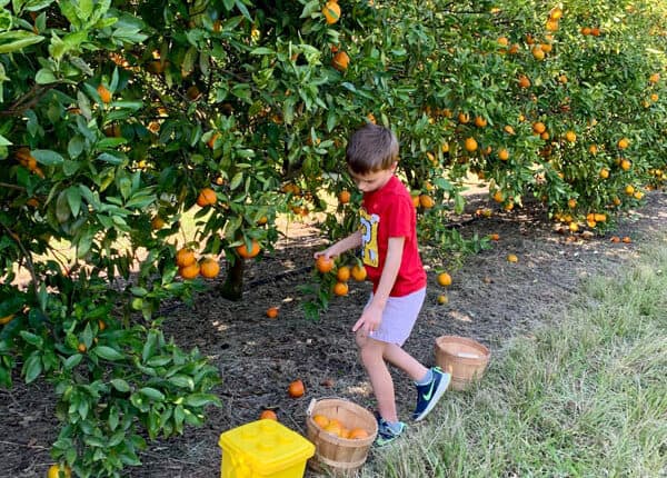 U-Pick Farms in Tampa Bay: Where to pick strawberries, citrus and MORE right now!