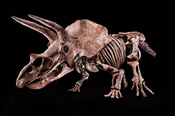 World’s Largest Triceratops, Big John, Heading to Glazer Children’s Museum