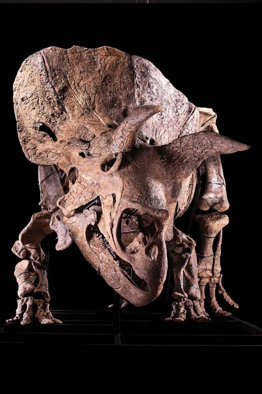 Big John Triceratops Fossil