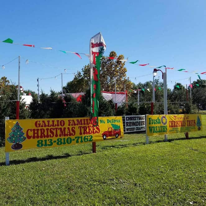 Gallio Family Christmas Trees Tampa