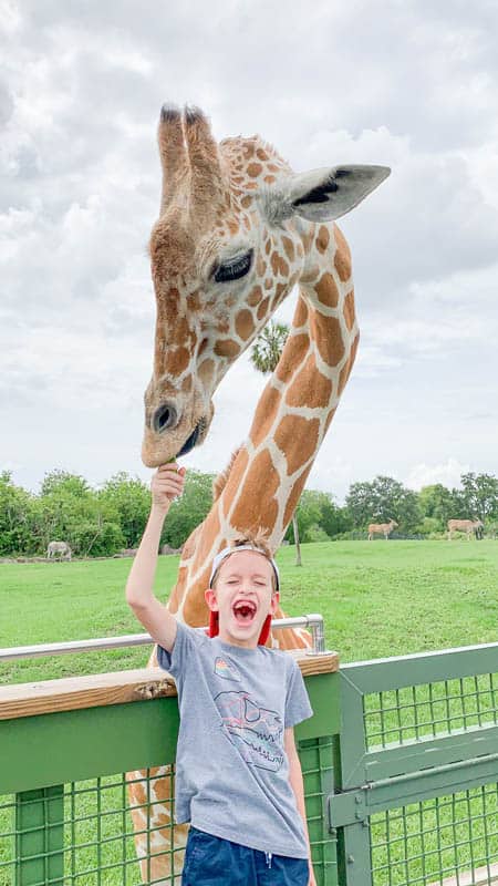 Giraffe Feeding during Busch Gardens Serengeti Safari