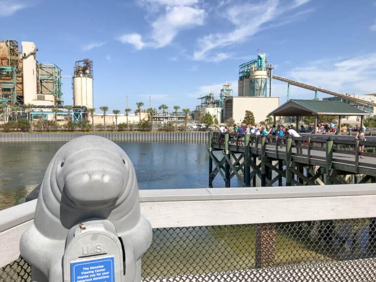 TECO Manatee Viewing Center Reopens for the Season!