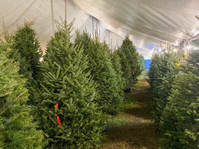 9 Cool Places to Buy a Christmas Tree this Year in Tampa Bay
