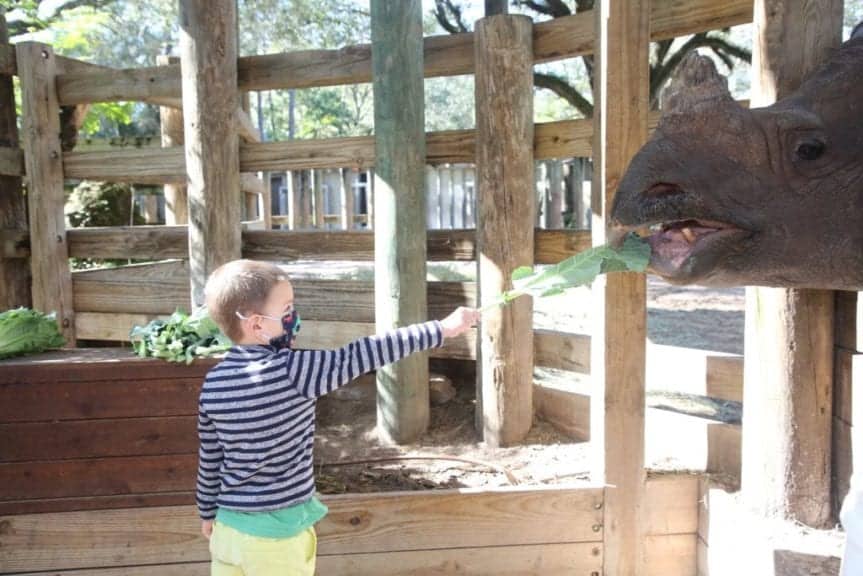 ZooTampa Rhino Feeding Things to Do in Tampa Bay