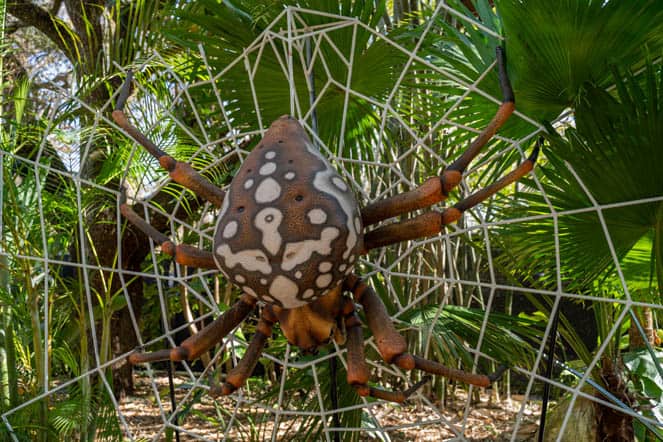 Bugtopia spider web