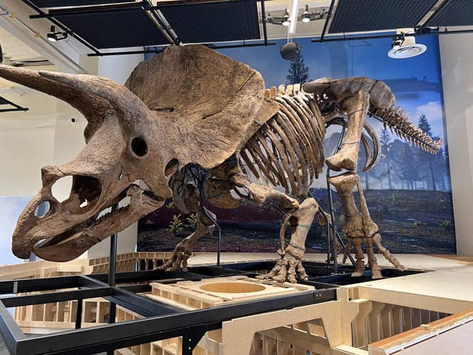 Big John Triceratops Fossil Glazer Children's Museum