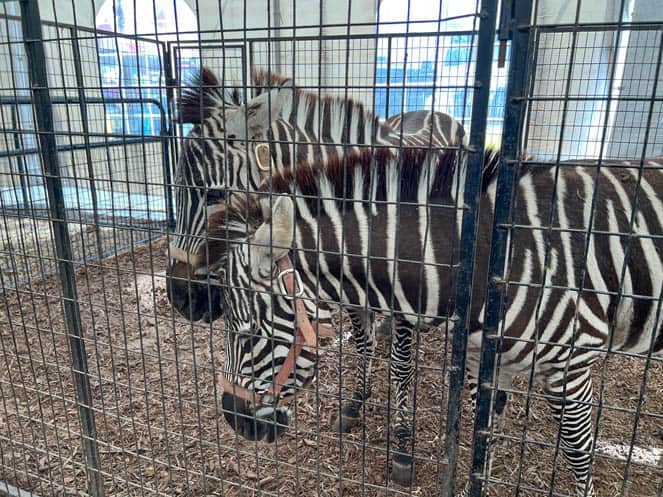 Zebra at Florida State Fair
