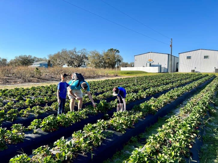 strawberry picking at keel farms in plant city
