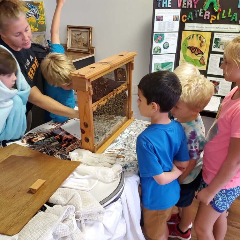 Learning about bees 768x768