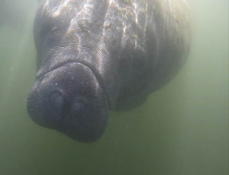Swimming with Manatees