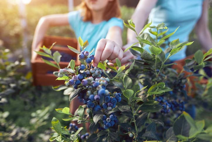 where to pick blueberries