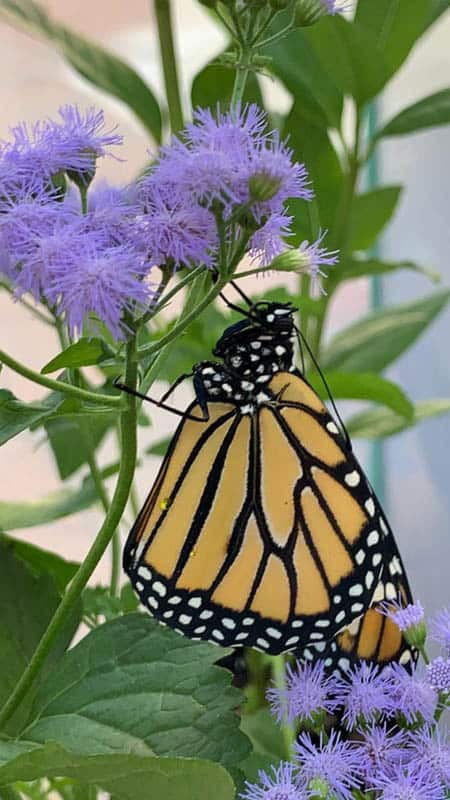 Monarch feeding on Florida native flower