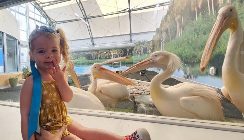 toddler checking out the pelicans up close at CMA