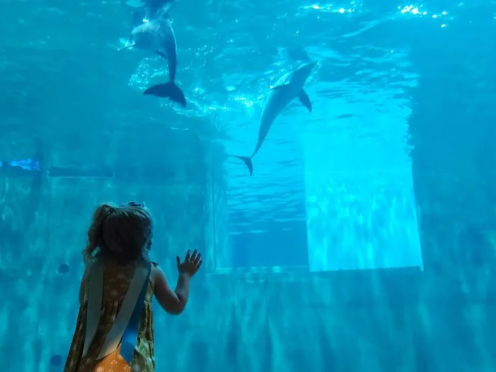 Clearwater Marine Aquarium dolphins with toddler