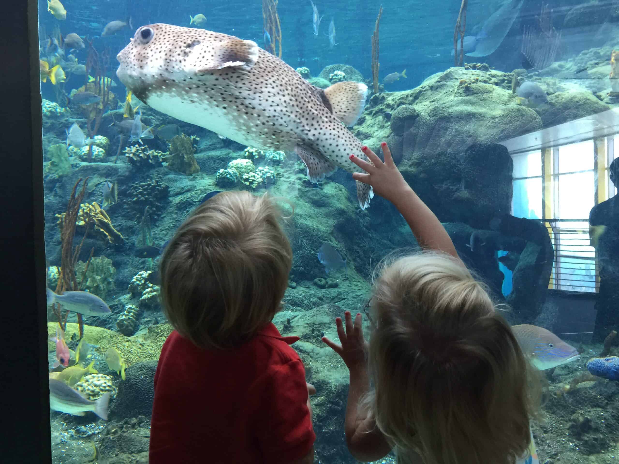 Things to Do with Toddlers in Tampa Bay