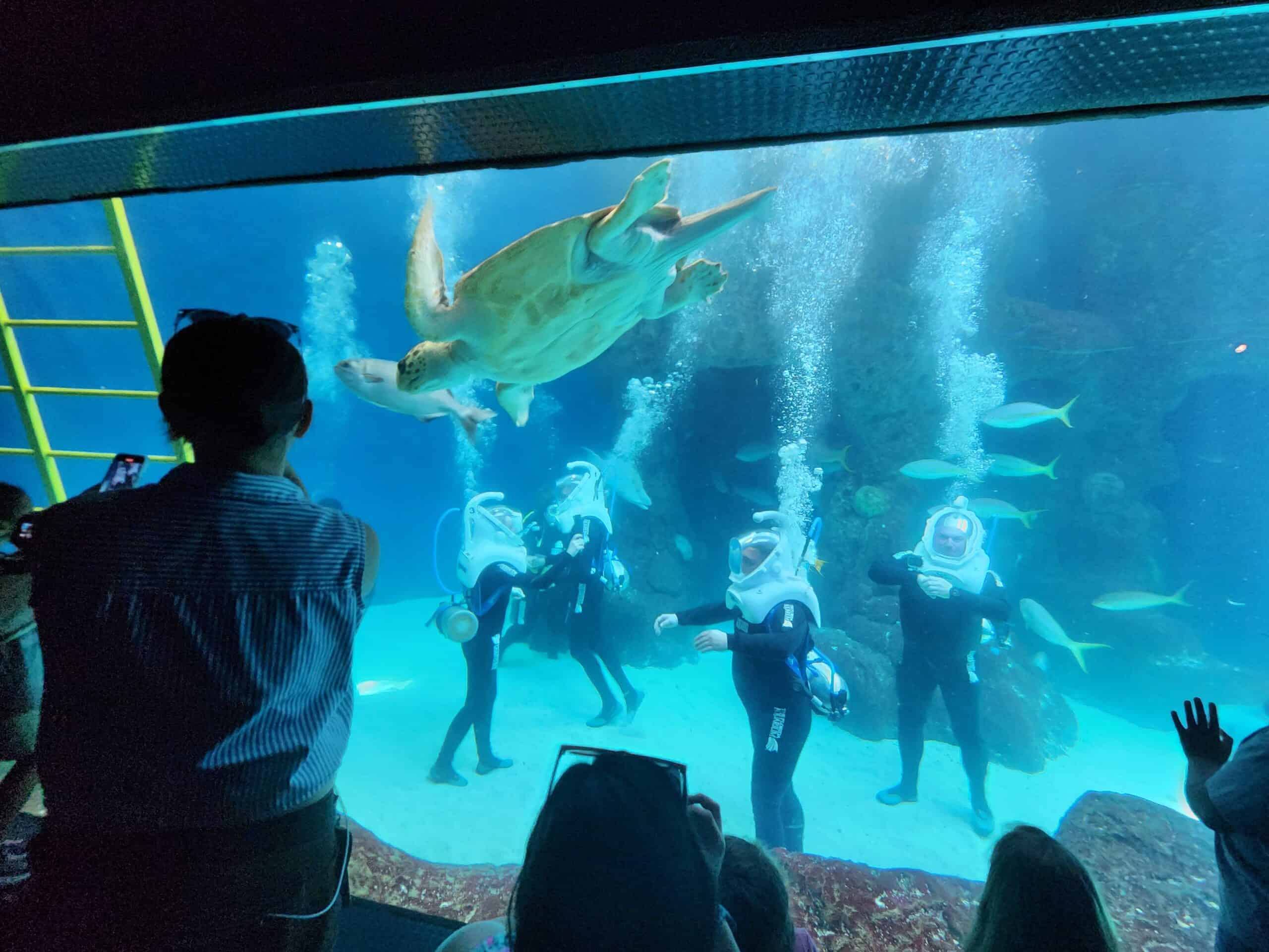 Big Fishtank at Florida Aquarium, A photograph of one of th…