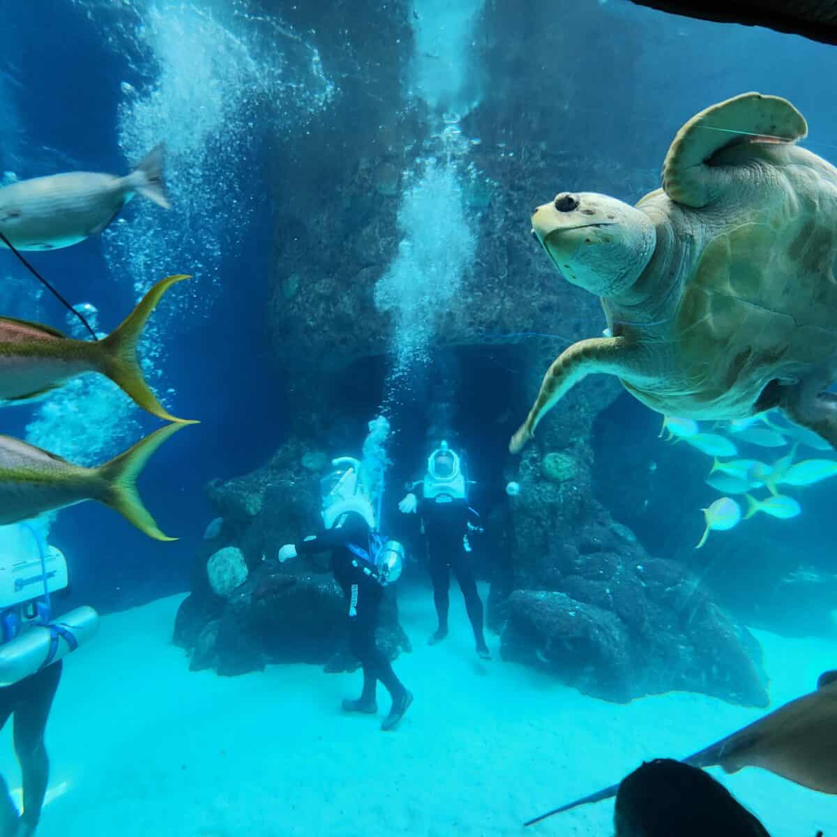 Florida Aquarium launches underwater walking tours - That's So Tampa